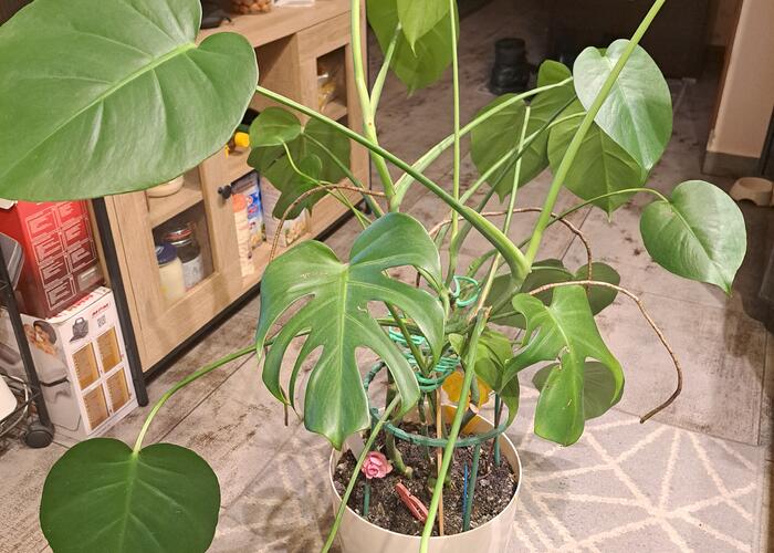 Grajewo ogłoszenia: Sprzedam kwiat monstera wysokość 110cm